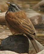 Striolated Bunting