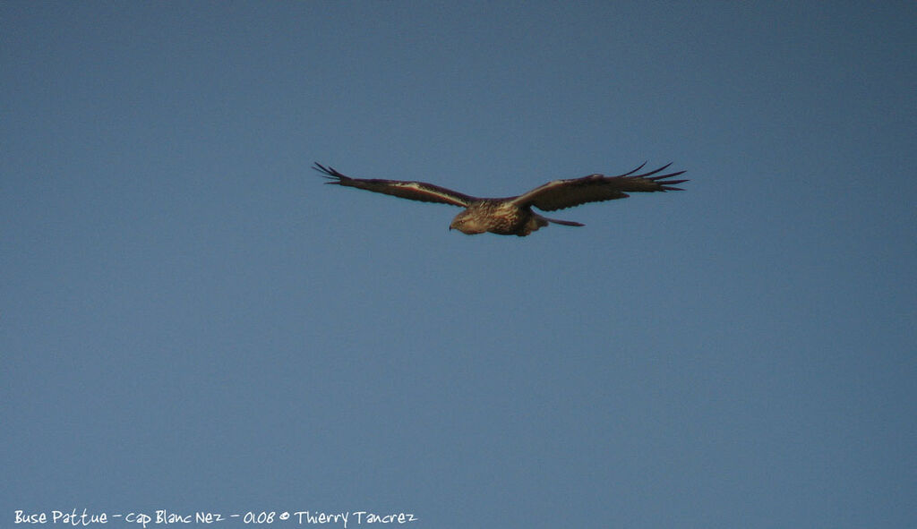 Rough-legged Buzzard