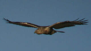 Rough-legged Buzzard