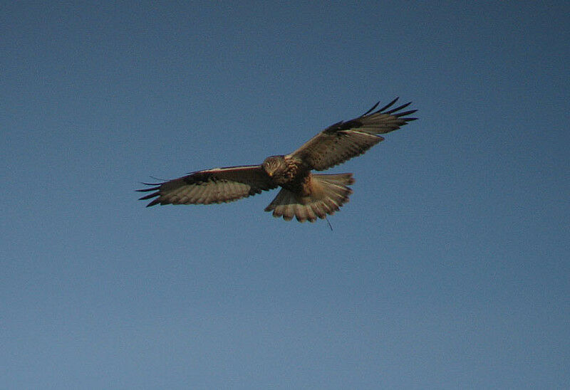 Rough-legged Buzzard