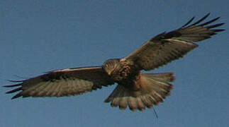 Rough-legged Buzzard