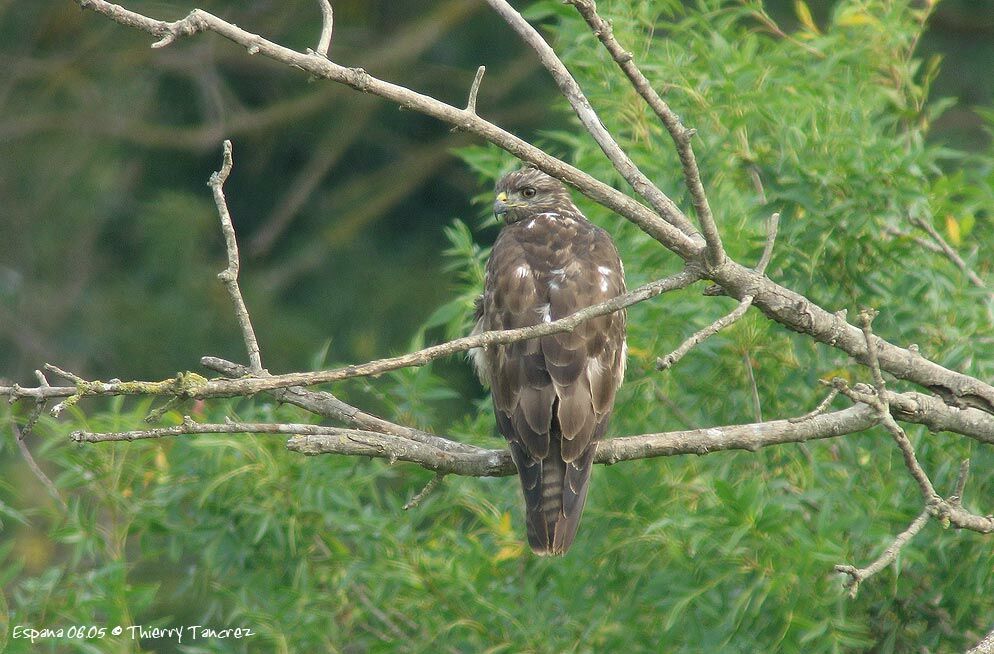 Common Buzzard