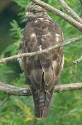 Common Buzzard