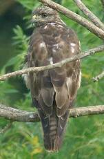 Buse variable