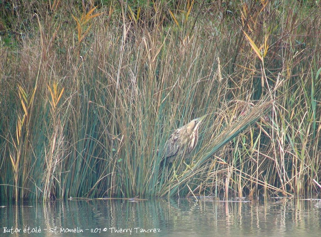 Eurasian Bittern