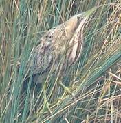 Eurasian Bittern