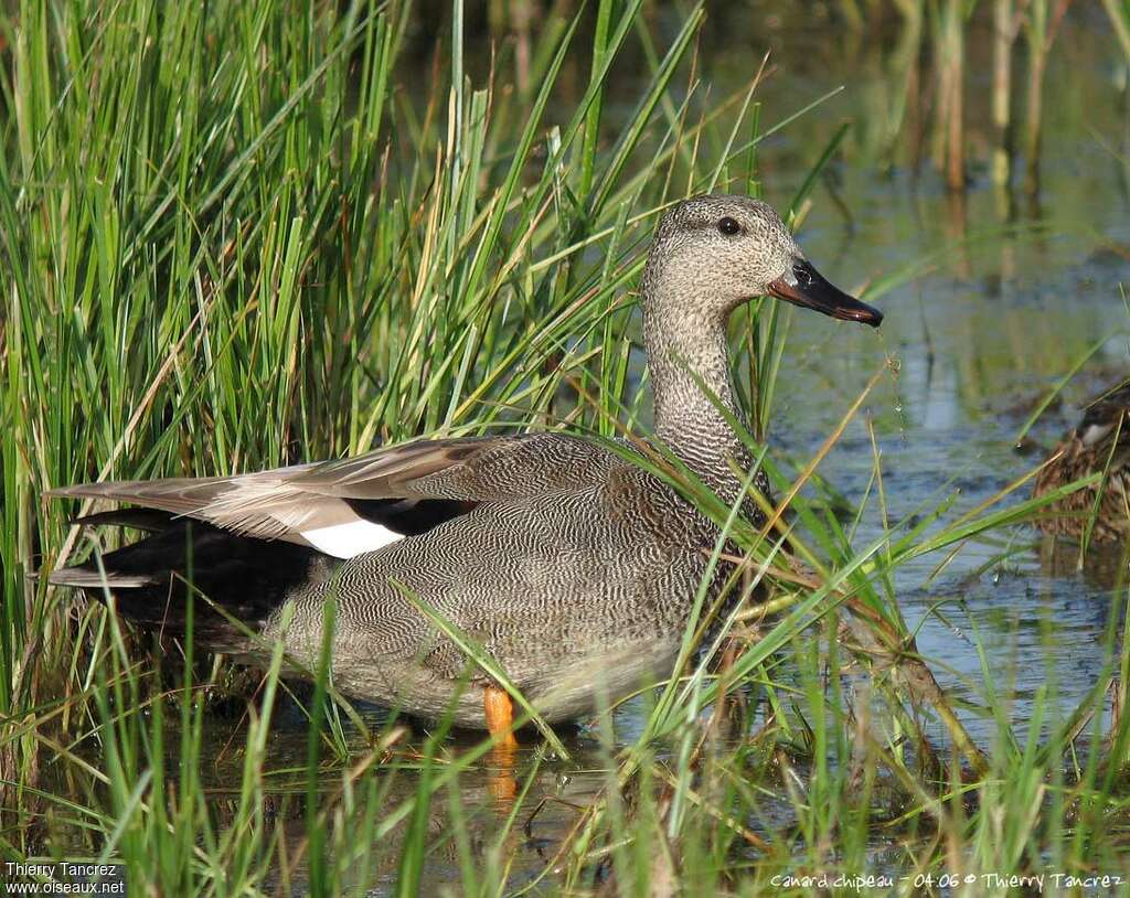 Gadwall male adult, identification