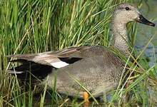 Canard chipeau