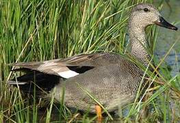 Gadwall