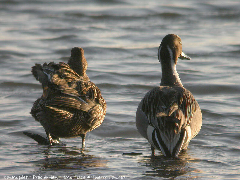 Canard pilet