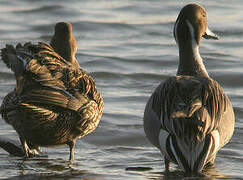 Northern Pintail