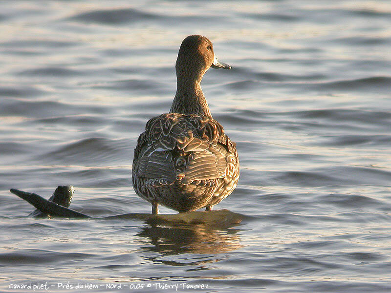 Canard pilet