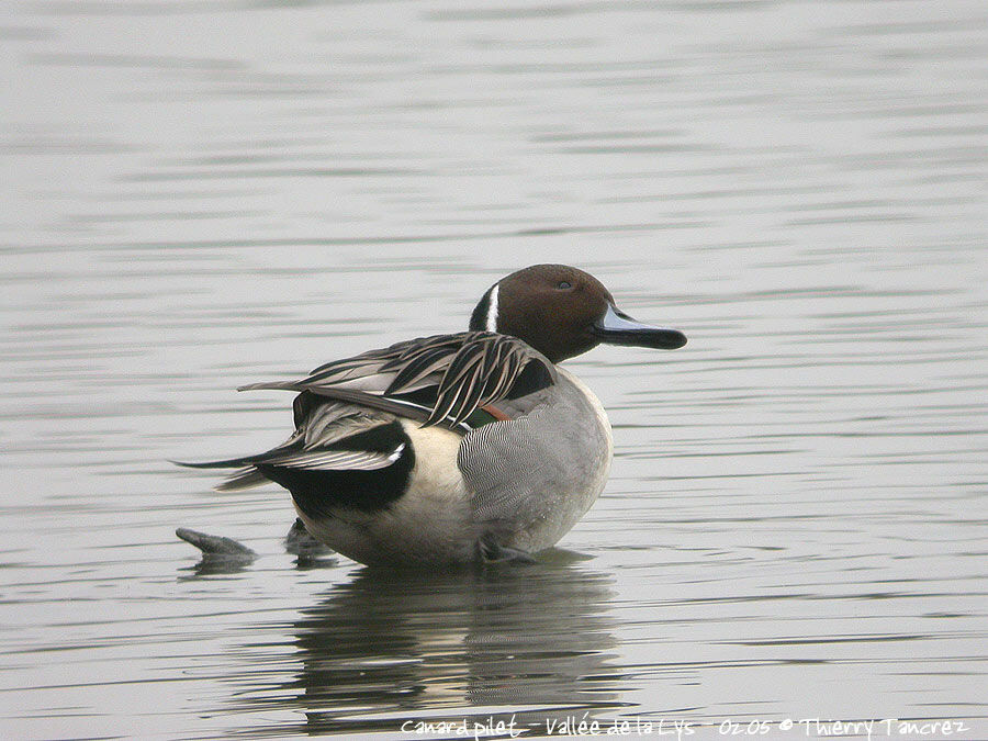 Canard pilet