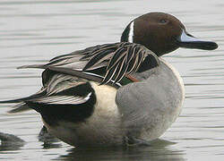 Northern Pintail