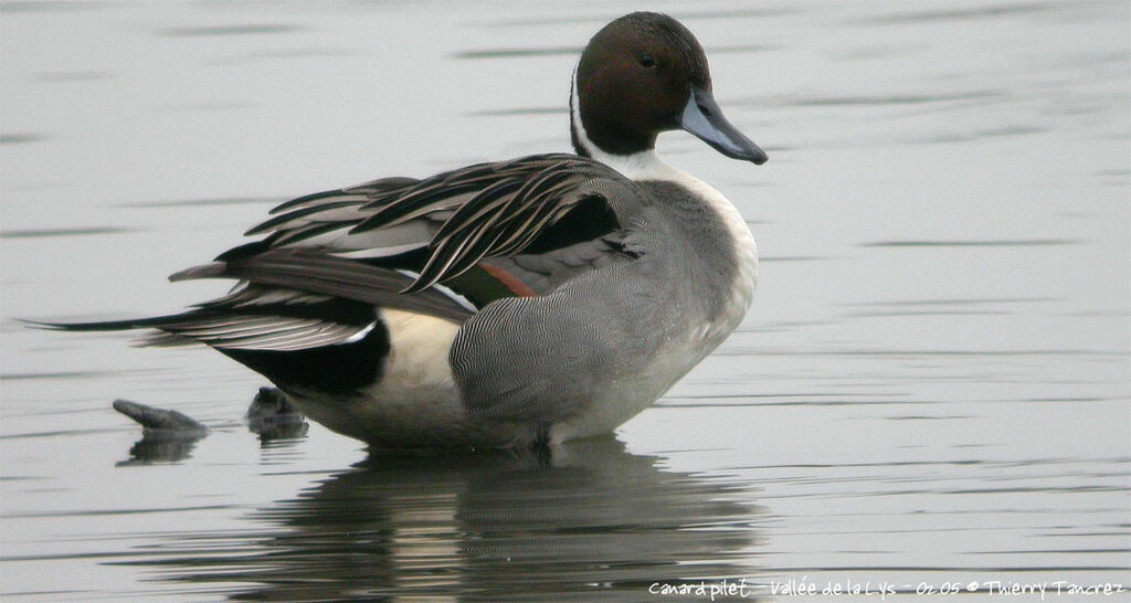 Canard pilet