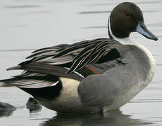 Northern Pintail