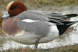 Eurasian Wigeon