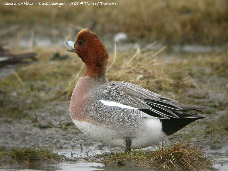 Canard siffleur