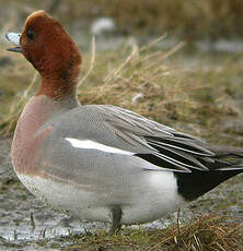 Canard siffleur