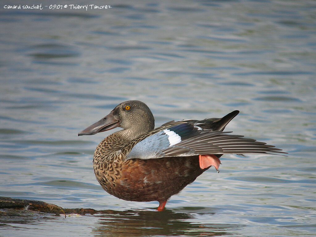 Canard souchet