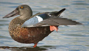 Northern Shoveler