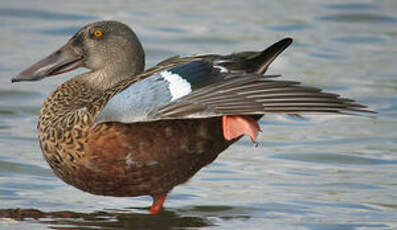 Canard souchet