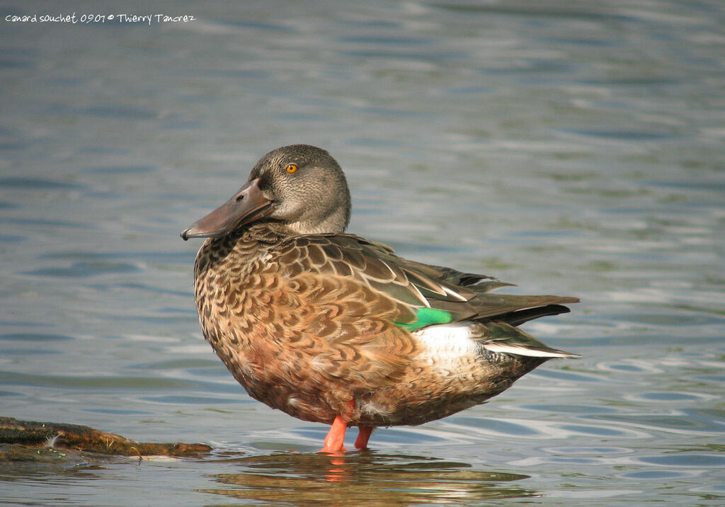 Canard souchet