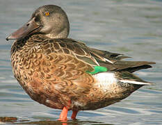 Northern Shoveler