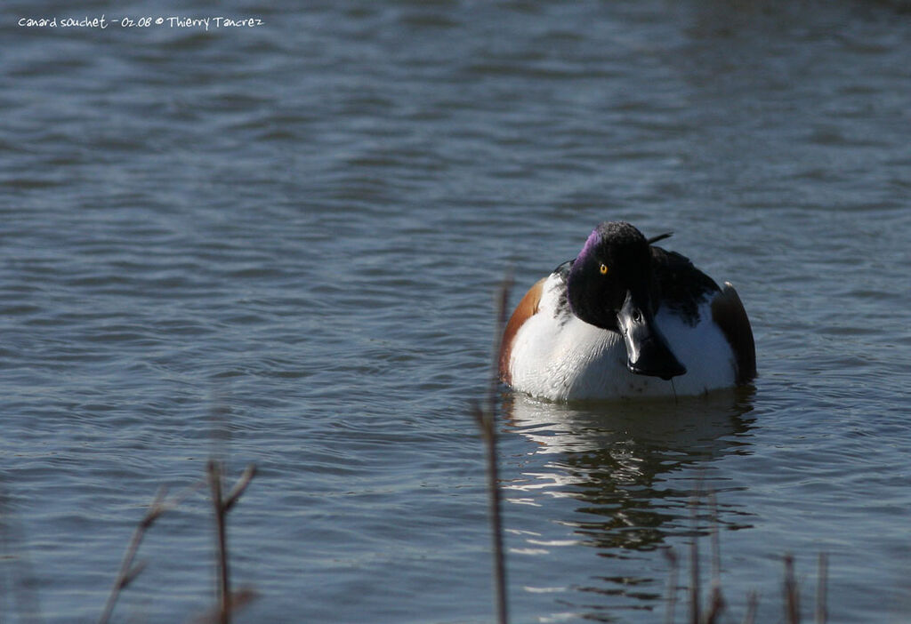 Canard souchet