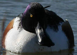 Northern Shoveler