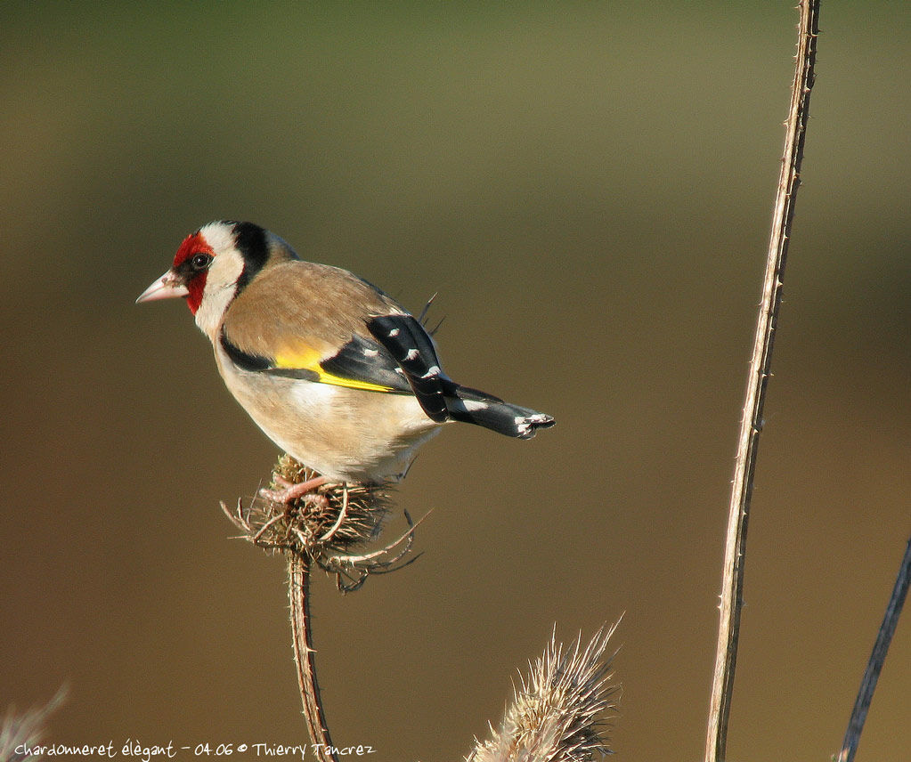 Chardonneret élégant