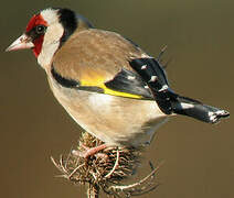 European Goldfinch