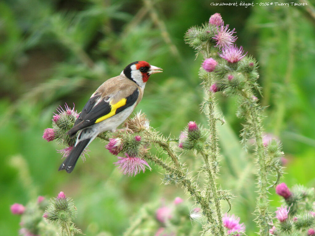 European Goldfinch