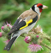 European Goldfinch