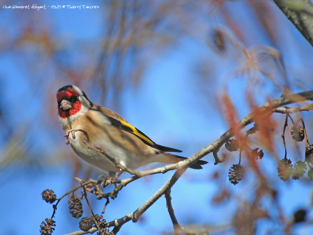 European Goldfinch