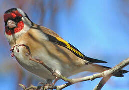 European Goldfinch