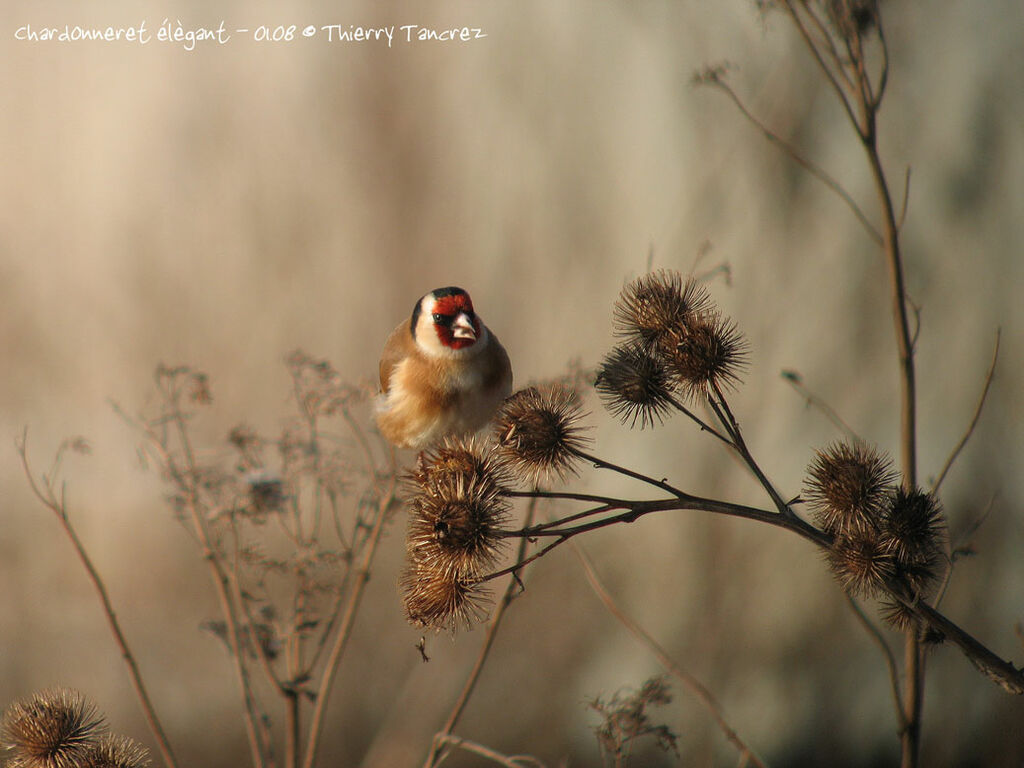 European Goldfinch