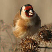 European Goldfinch