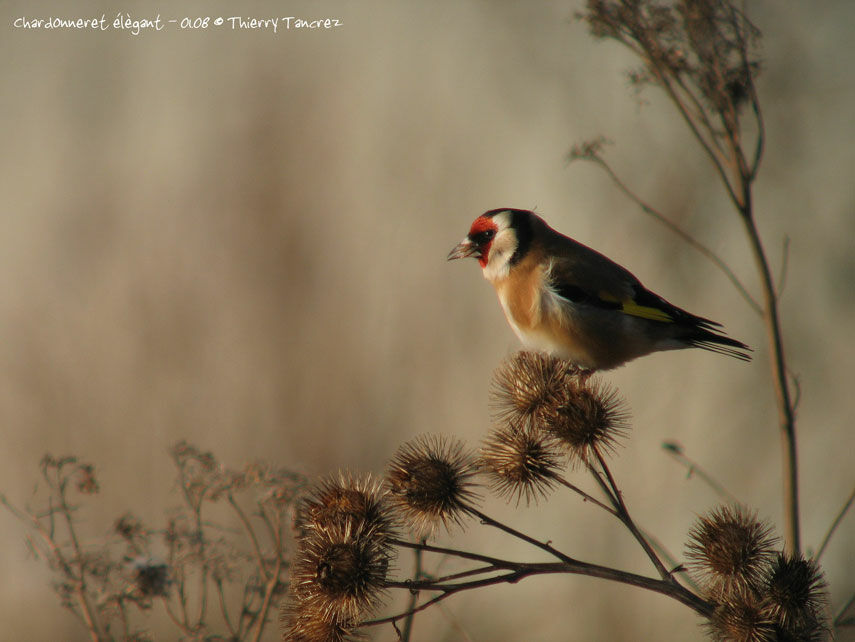 European Goldfinch