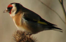 European Goldfinch