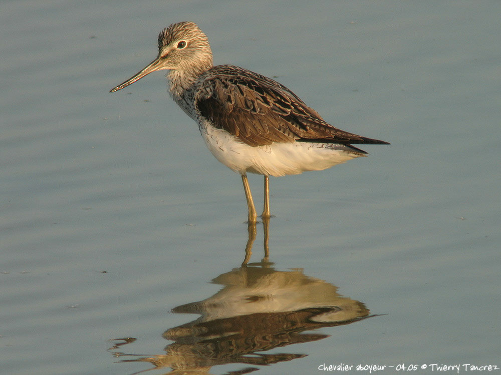 Common Greenshank