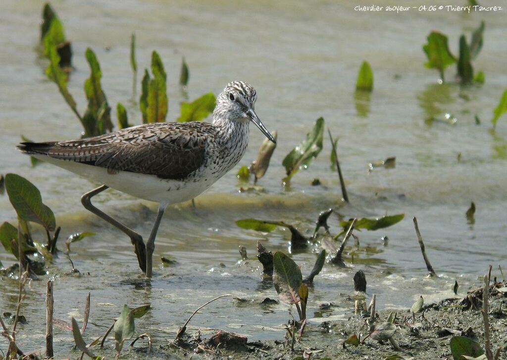 Common Greenshank