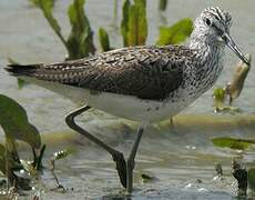 Common Greenshank