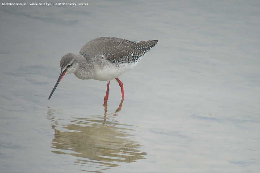 Spotted Redshank