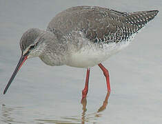 Spotted Redshank