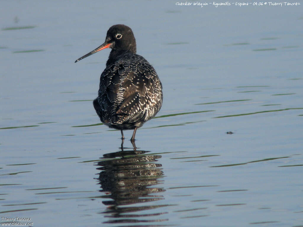 Spotted Redshankadult breeding, aspect