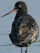 Spotted Redshank