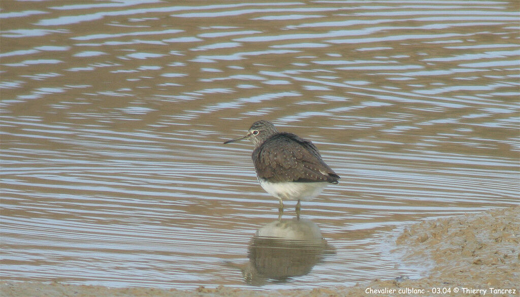 Green Sandpiper