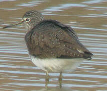 Green Sandpiper