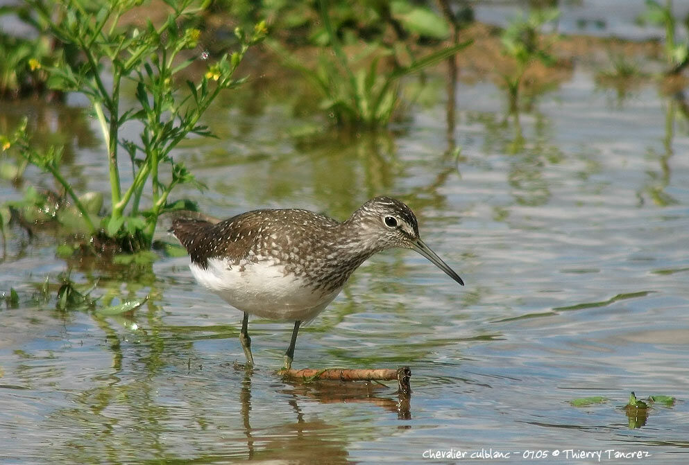 Green Sandpiper